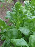 spinach